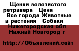 Щенки золотистого ретривера › Цена ­ 15 000 - Все города Животные и растения » Собаки   . Нижегородская обл.,Нижний Новгород г.